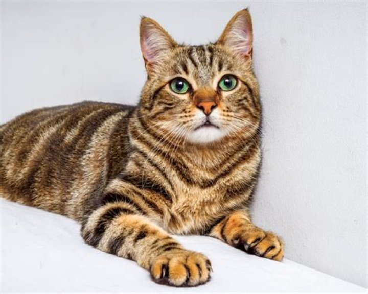 Tabby Brown